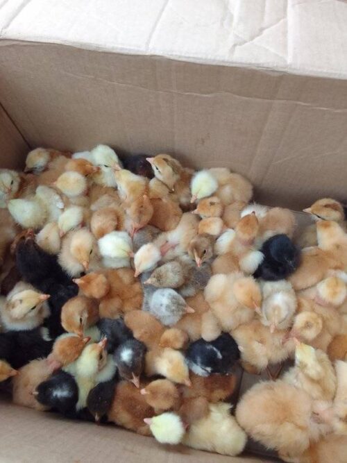 Day Old Chicks