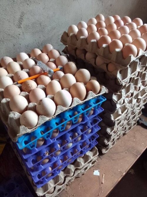 Fertilized Eggs